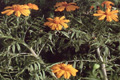 Tagetes / Wild Marigold Oil